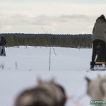 Balade chiens de traineau