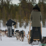 Balade chiens de traineau