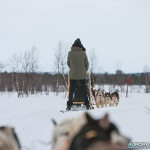 Balade chiens de traineau