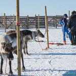 Course de rennes à Hetta, Enontekio