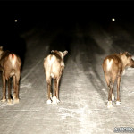 Finlande, rennes sur la route