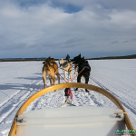 Balade traineau à chiens, Finlande - Laponie