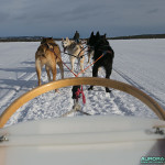 Chiens de traineau Finlande