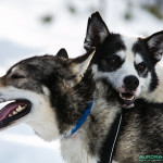 Chiens de traineau Finlande