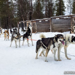 Chiens de traineau à Hetta, Finlande (via Hetta Huskies)