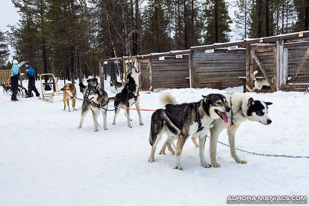 Chiens de traineau