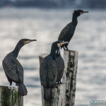 Cormorans en Norvege