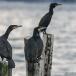 Cormorans, côte-Norvège