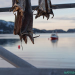 Poisson séché, côte Norvège, Tromso