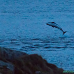 Dauphin autour de Tromso