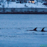 Dauphins en Norvege