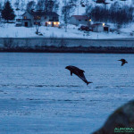 Dauphins en Norvege