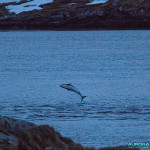 Dauphins en Norvege