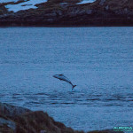 Dauphins en Norvege