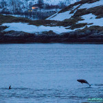 Dauphins en Norvege