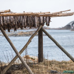 Poisson séché, Iles Lofoten