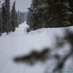 Forêt en Laponie finlandaise