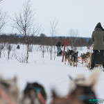 Traineau à chiens, Hetta, Enontekio (Finlande)