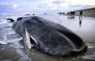 Certains échouages de baleines seraient liés aux tempêtes solaires