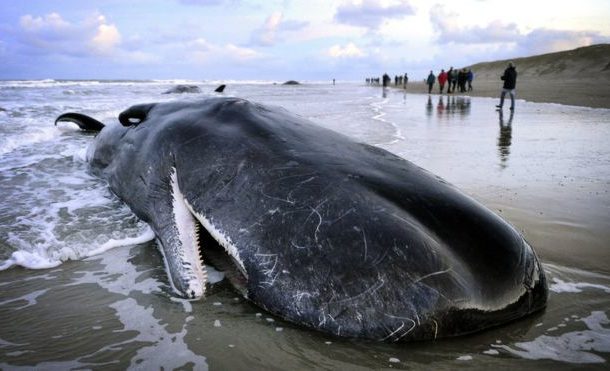 Certains échouages de baleines seraient liés aux tempêtes solaires