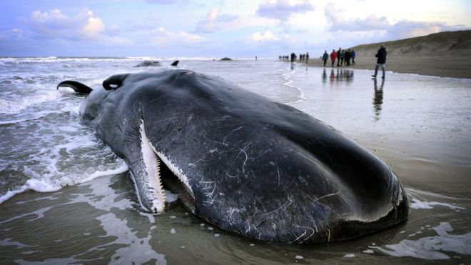 Certains échouages de baleines seraient liés aux tempêtes solaires